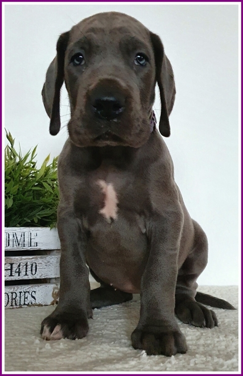 Litter Q 6 weeks